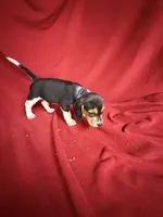 Beau, a male Beagle for sale in Benton, IL – 7 of 8
