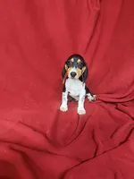 Kane, a male Beagle for sale in Benton, IL – 4 of 10