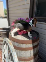 Gorki, a male Beagle for sale in Benton, IL – 9 of 10