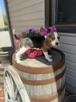 Gorki, a male Beagle for sale in Benton, IL – 5 of 10
