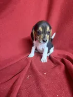 Pixie, a female Beagle for sale in Benton, IL – 10 of 10