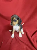 Telly, a male Beagle for sale in Benton, IL – 8 of 10