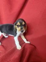 Yogi, a male Beagle for sale in Benton, IL – 7 of 9