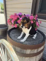  Reni, a female Beagle for sale in Benton, IL – 10 of 10