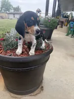 Kane, a male Beagle for sale in Benton, IL – 8 of 9