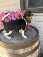  Reni, a female Beagle for sale in Benton, IL – 2 of 10
