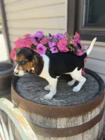  Reni, a female Beagle for sale in Benton, IL – 3 of 10