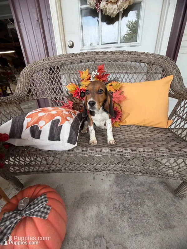 Gunner – Beagle puppy for sale in Benton, IL