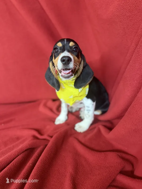 Quinn – Beagle puppy for sale in Benton, IL