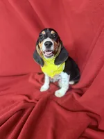 Quinn, a male Beagle for sale in Benton, IL – 1 of 10