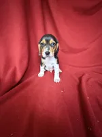 Beau, a male Beagle for sale in Benton, IL – 3 of 8