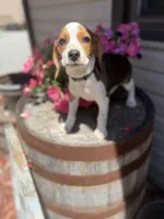 Gorki, a male Beagle for sale in Benton, IL – 2 of 10