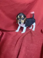 Pixie, a female Beagle for sale in Benton, IL – 8 of 10