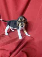 Yogi, a male Beagle for sale in Benton, IL – 2 of 9