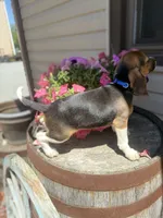 Brix, a male Beagle for sale in Benton, IL – 9 of 10