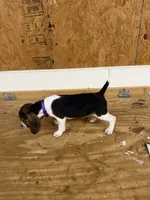 Lilac, a female Beagle for sale in Benton, IL – 10 of 10