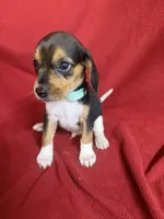 Telly, a male Beagle for sale in Benton, IL – 5 of 10