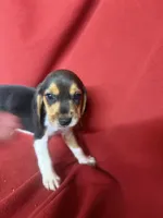 Yogi, a male Beagle for sale in Benton, IL – 8 of 9