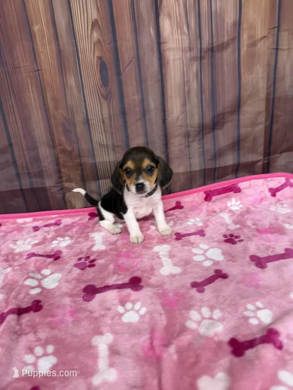 Gurdie – Beagle puppy for sale in Benton, IL