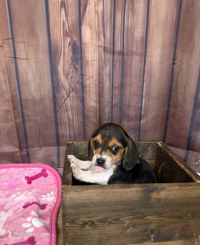 Gurdie – Beagle puppy for sale in Benton, IL