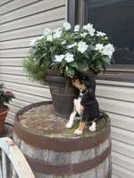 Arlo, a male Beagle for sale in Benton, IL – 7 of 8