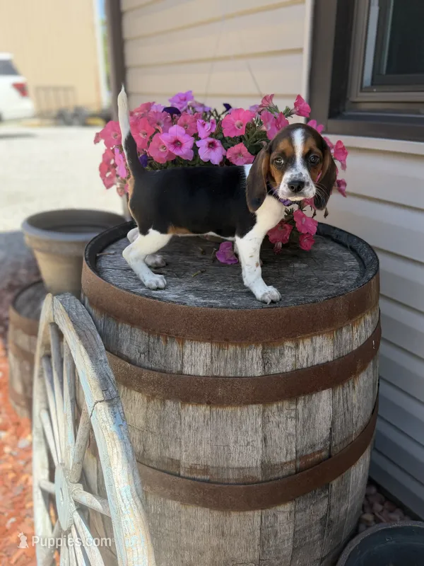 Lilac – Beagle puppy for sale in Benton, IL