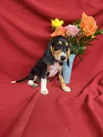 Arlo, a male Beagle for sale in Benton, IL – 4 of 8