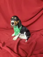 Kane, a male Beagle for sale in Benton, IL – 6 of 10
