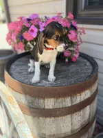  Reni, a female Beagle for sale in Benton, IL – 5 of 10