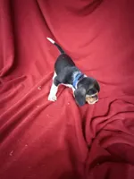 Beau, a male Beagle for sale in Benton, IL – 4 of 8
