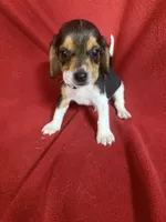 Gillian, a male Beagle for sale in Benton, IL – 6 of 10