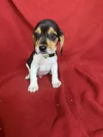 Gunner, a male Beagle for sale in Benton, IL – 3 of 10