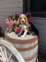 Gorki, a male Beagle for sale in Benton, IL – 10 of 10