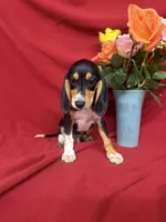 Arlo, a male Beagle for sale in Benton, IL – 3 of 8