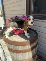 Gorki, a male Beagle for sale in Benton, IL – 6 of 10
