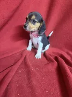 Pixie, a female Beagle for sale in Benton, IL – 10 of 10