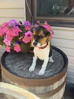  Reni, a female Beagle for sale in Benton, IL – 7 of 10