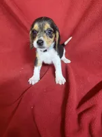 Gillian, a male Beagle for sale in Benton, IL – 3 of 10