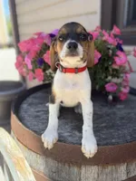  Reni, a female Beagle for sale in Benton, IL – 4 of 10