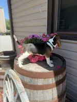 Gorki, a male Beagle for sale in Benton, IL – 8 of 10