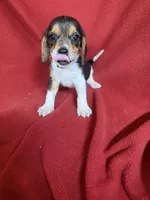 Gillian, a male Beagle for sale in Benton, IL – 2 of 10