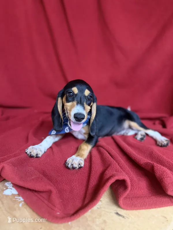 Arlo – Beagle puppy for sale in Benton, IL