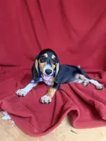 Arlo, a male Beagle for sale in Benton, IL – 1 of 10