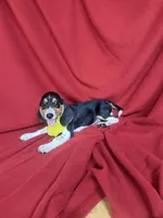 Quinn, a male Beagle for sale in Benton, IL – 9 of 10