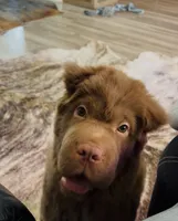 Bear coat DNA, a male Chinese Shar-Pei for sale in Jackson, SC – 6 of 10