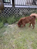 Gunny DNA, a male Chinese Shar-Pei for sale in Aiken, SC – 6 of 10
