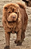 Gunny , a male Chinese Shar-Pei for sale in Aiken, SC – 5 of 7