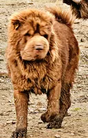 Bear coat DNA, a male Chinese Shar-Pei for sale in Jackson, SC – 10 of 10