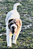 Bear coat DNA, a male Chinese Shar-Pei for sale in Jackson, SC – 9 of 10