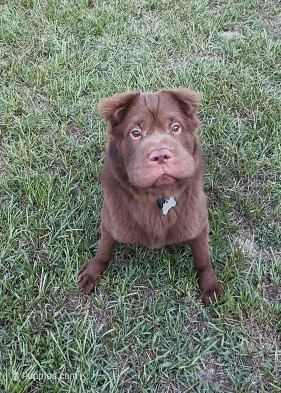 Bear coat DNA – Chinese Shar-Pei puppy for sale in Jackson, SC